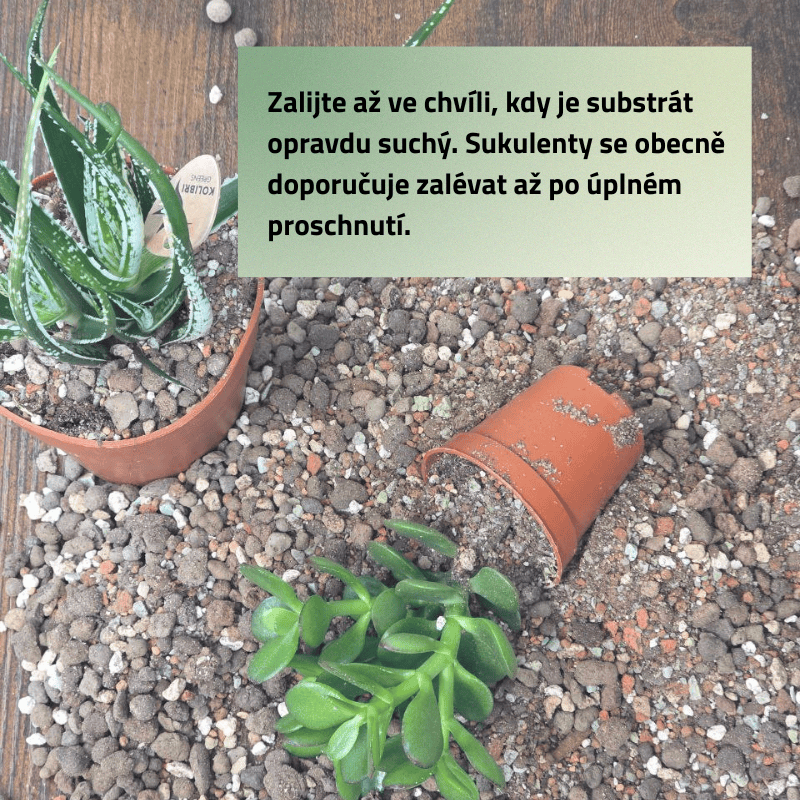 Mix č. 3 Pro kaktusy a sukulenty 